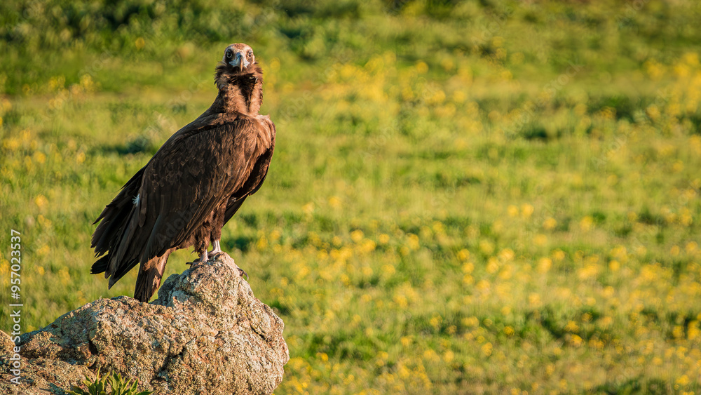Black vulture perched on a rock viewing the horizon in its natural environment Black vulture perched on a rock viewing the horizon in its natural environment