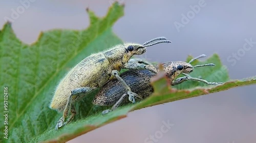 Two male and female insects are making love on a leaf, Naupactus. 4K macro videography. photo