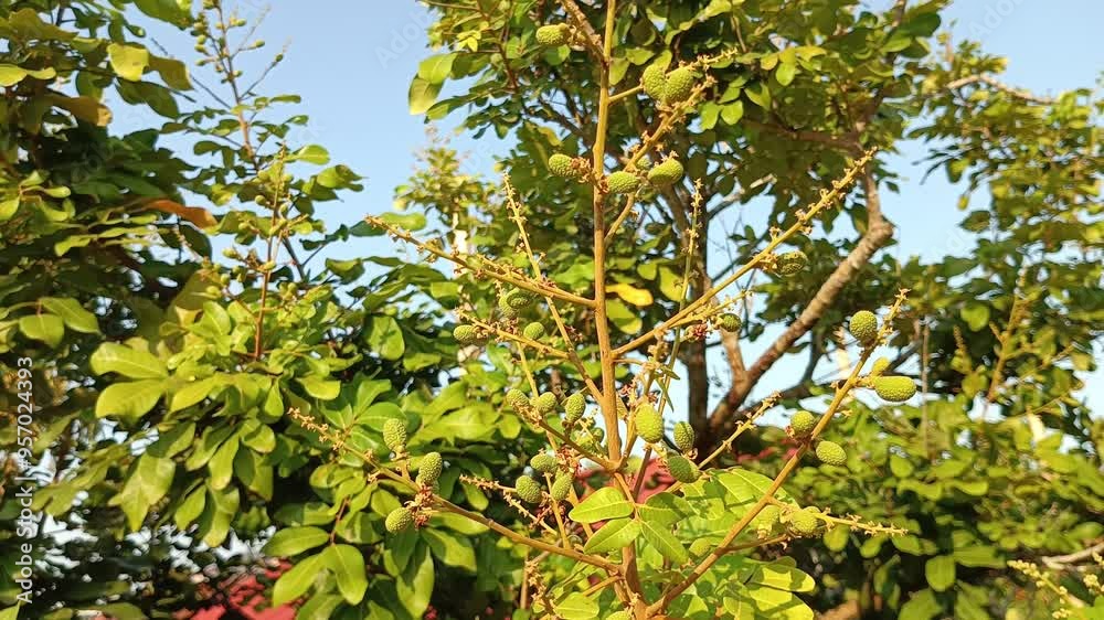 The branches of the longan tree are blown by the wind The branches of the longan tree are blown by the wind
