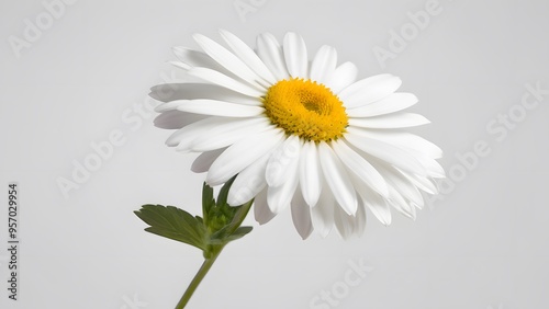 Daisy isolated on white