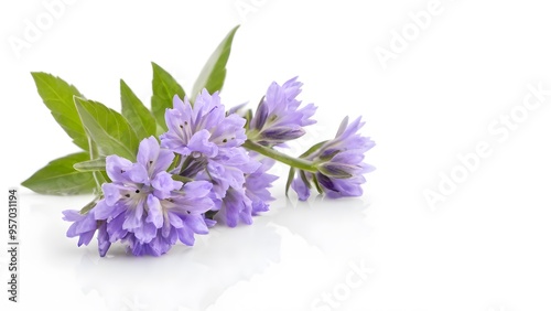 Lavender isolated on white