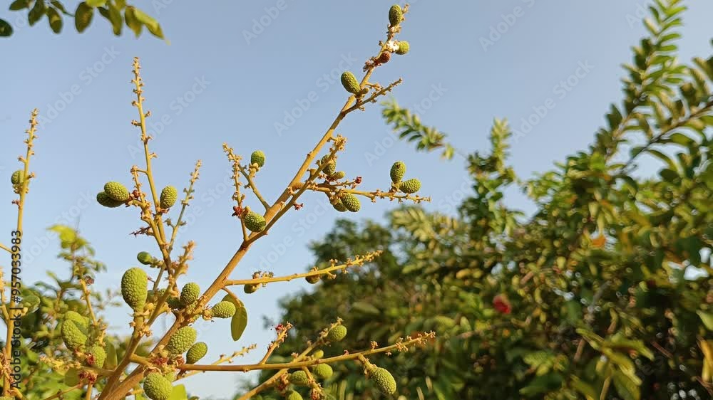 The branches of the longan tree are blown by the wind The branches of the longan tree are blown by the wind