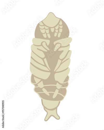 Vector isolated illustration of a roach larva on a white background.