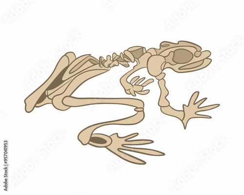 Vector isolated illustration of a frog skeleton on a white background.