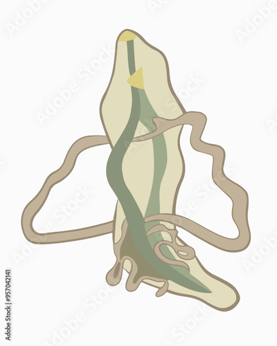 Vector isolated illustration of the structure of a roundworm on a white background.