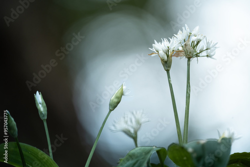 wild flower in the forest