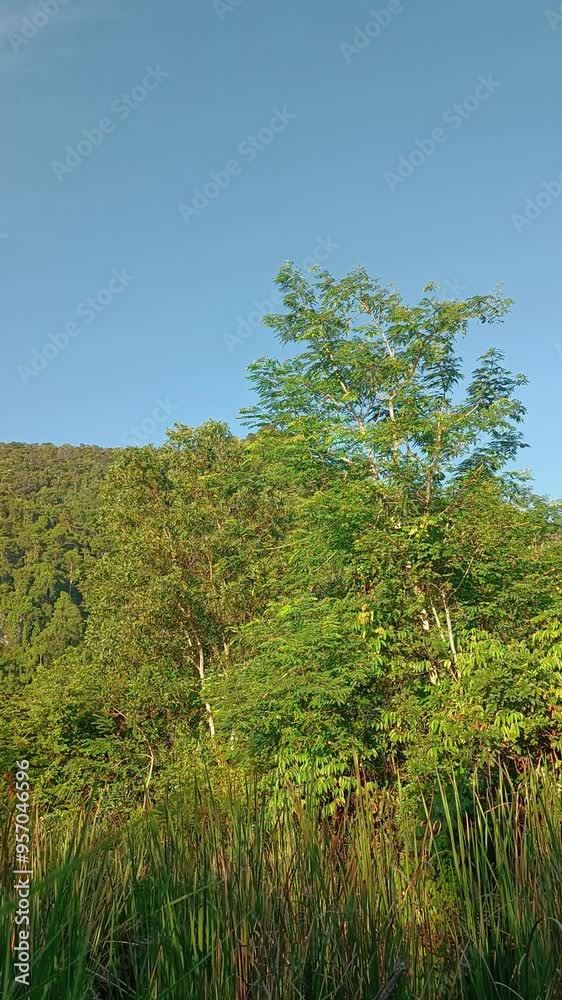 Wind blowing tree leaves against blue sky and bright sunlight. Wind blowing tree leaves against blue sky and bright sunlight.