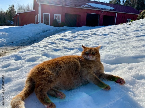 cat on the snow photo