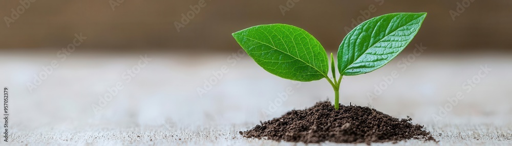 Funding Requirements An outline of the funding needed to start or grow the business Funding Requirements An outline of the funding needed to start or grow the business