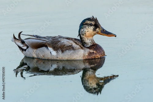 A moulting multicolored mallard duck swimming in a blue lake. Reflection in the water.