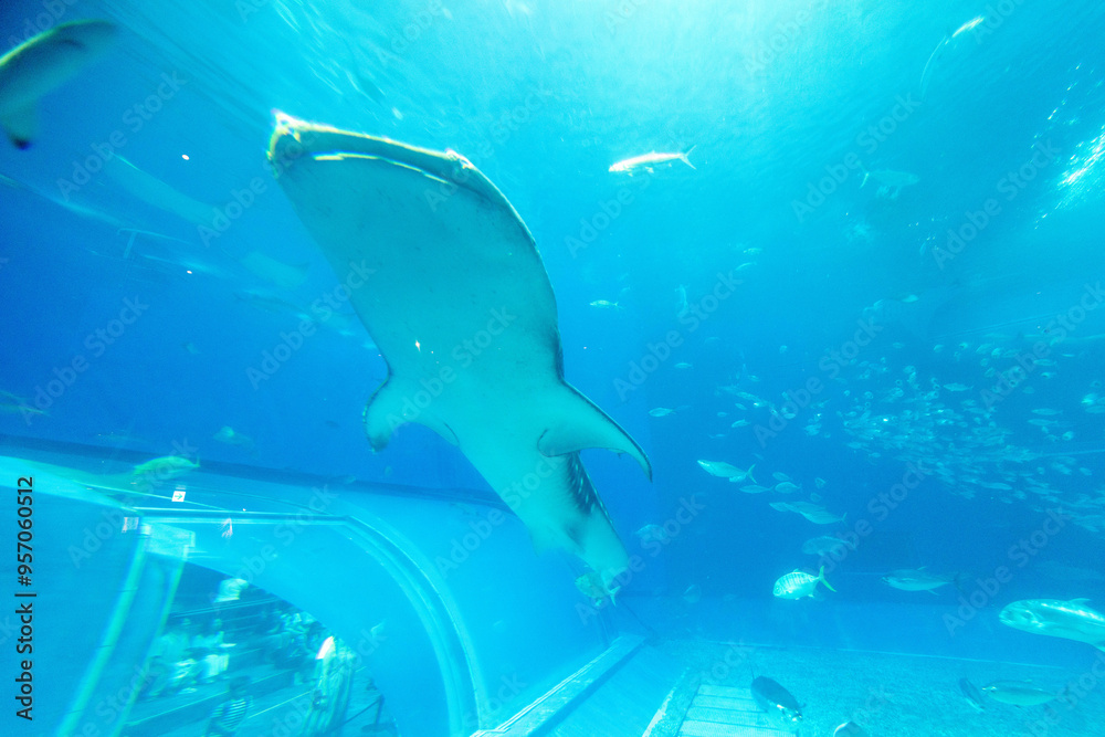 Obraz premium 日本 沖縄 海古宇利大橋 美ら海水族館 残波岬 万座毛 街並み 都市景観 アメリカ村 那覇