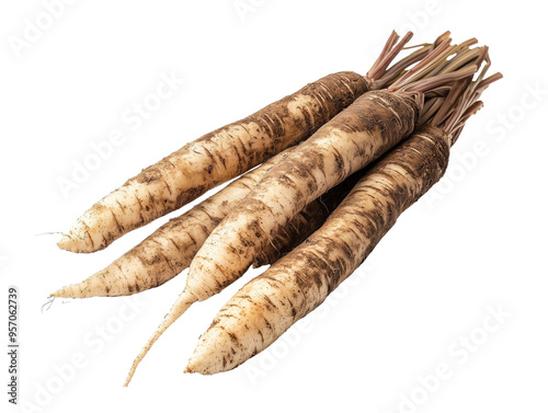 Fresh burdock roots with dirt, laid out on a white isolated PNG cutout transparent background.