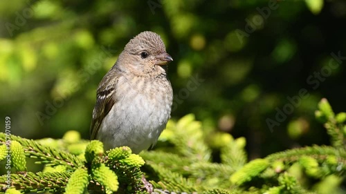 Common rosefinch is on a branch photo