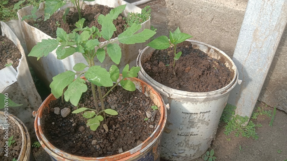 Two small tomato plants growing in buckets outdoors. Two small tomato plants growing in buckets outdoors.