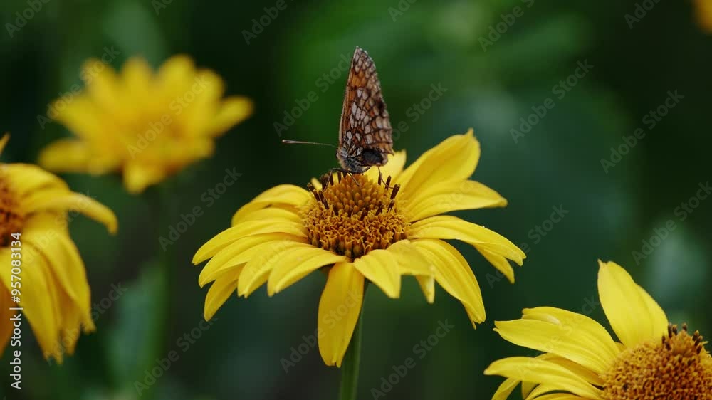 A close-up of a butterfly perched on a yellow flower in a garden, highlighting the beauty of nature and pollination. A close-up of a butterfly perched on a yellow flower in a garden, highlighting the beauty of nature and pollination.