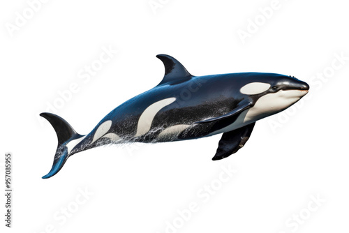 Black and white orca jumping out of water. Suitable for marine life websites, wildlife blogs, ocean themed designs, environmental posters, education materials