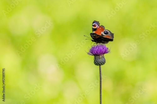 Obraz na płótnie Colorful peacock butterfly sitting on a purple thistle flower in a meadow with spread wings. Bright yellow green grass in the background. w salonie
