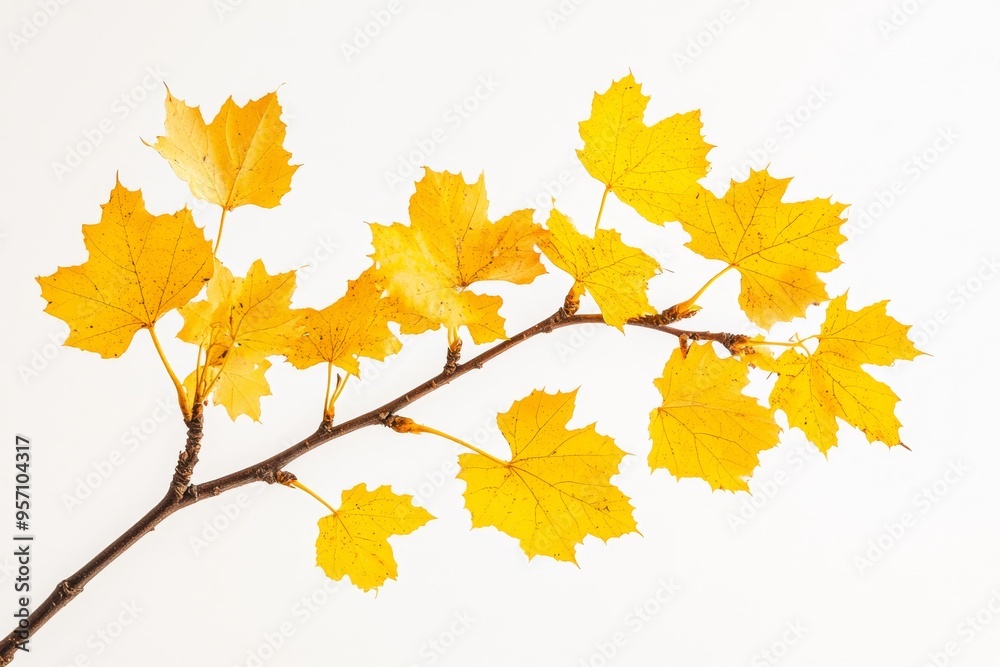 The leaves of an autumn maple tree branch are yellow in autumn. It is isolated and transparent