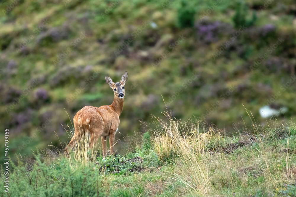 Wild european roe deer (Capreolus capreolus - female) standing in a alpine meadow on a rainy day. Alps, Piedmont, Italy.