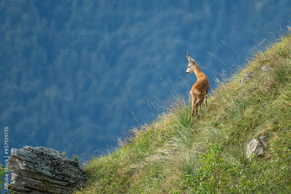 Male roe deer or roebuck (Capreolus capreolus) looking dowstream, standing in a steep alpine meadow on coniferous forest background at dawn, Alps, Italy. Wild animal.