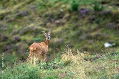 Obraz na płótnie Wild european roe deer (Capreolus capreolus - female) standing in a alpine meadow on a rainy day. Alps, Piedmont, Italy. w salonie