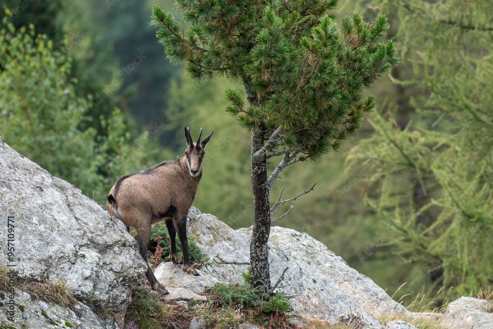 Summer Alpine chamois standing on rocks on forest background, Alps, Italy. Rupicapra rupicapra, August. Horizontal.