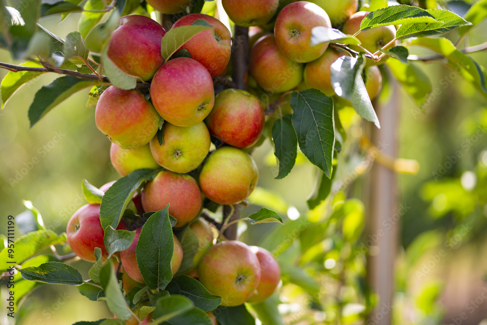 Apple orchard. Harvest of fresh red apples. Ripe juicy apples on a branch in the garden. Juicy apples in the apple plantation. Apple orchard. Harvest of fresh red apples. Ripe juicy apples on a branch in the garden. Juicy apples in the apple plantation.
