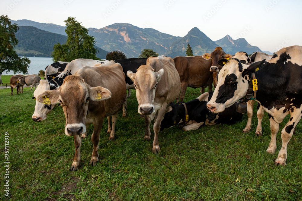 Cow at meadow. Beef cattle in green field. Cow in grassy pasture. Cow in the countryside. Cows graze on summer meadow. Rural landscapes with cows. Cows in a pasture. Cow at meadow. Beef cattle in green field. Cow in grassy pasture. Cow in the countryside. Cows graze on summer meadow. Rural landscapes with cows. Cows in a pasture.