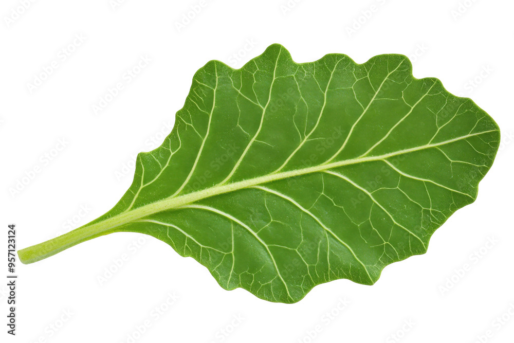 Fresh green leaf with intricate veins, perfect for health, nature, and culinary themed projects. Fresh green leaf with intricate veins, perfect for health, nature, and culinary themed projects.