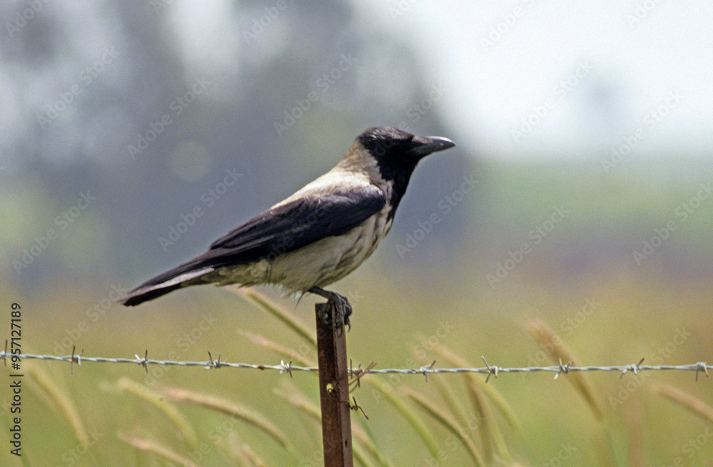 Corneille mantelée,.Corvus cornix, Hooded Crow Corneille mantelée,.Corvus cornix, Hooded Crow