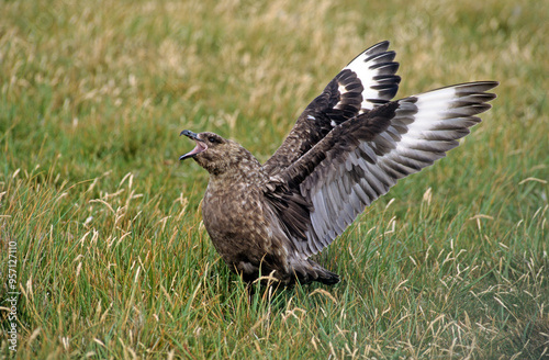 Labbe antarctique,.Stercorarius antarcticus, Brown Skua, Iles Falkland, Malouines photo