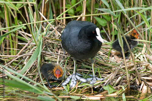 Foulque macroule, nid, .Fulica atra, Eurasian Coot photo