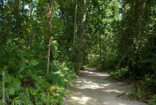 Réserve de la Digue, Tchitrec des Seychelles, veuve des Seychelles, .Terpsiphone corvina, Seychelles Paradise FlycatcherIles, Seychelles photo