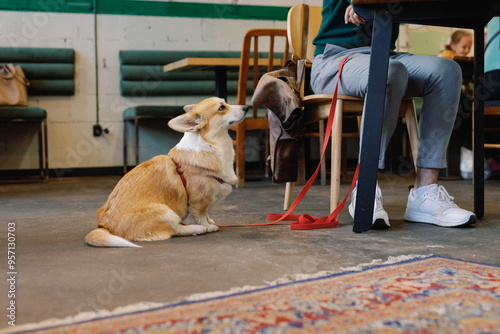 Side view of dog looking at partial owner sitting at table in cafe photo