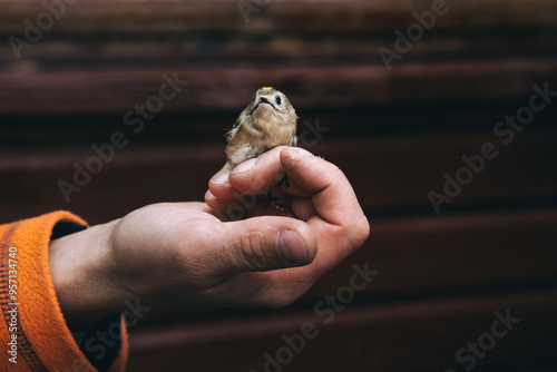 Regulus regulus in hand in Fringilla field ornithological station. in the Curonian Spit National Park. Russia