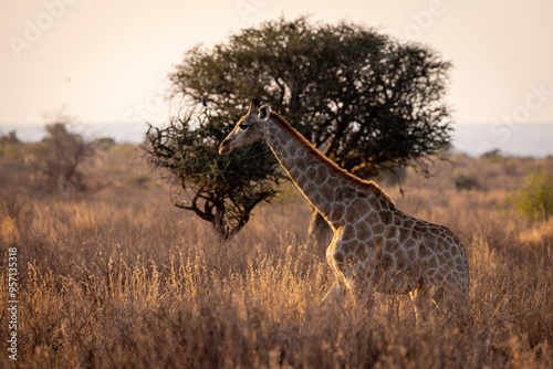Giraffe in Pilanesberg National Park South Africa photo