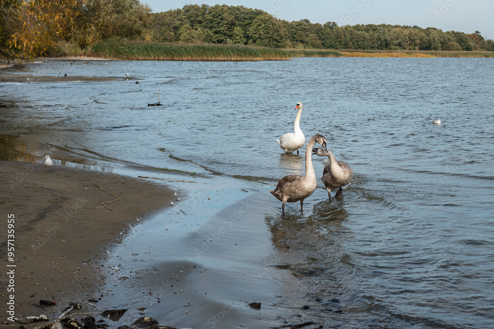 Swans on banks of Curonian Lagoon on Curonian Spit in village Lesnoy. Russia