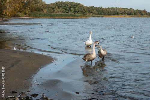 Obraz na płótnie Swans on banks of Curonian Lagoon on Curonian Spit in village Lesnoy. Russia w salonie