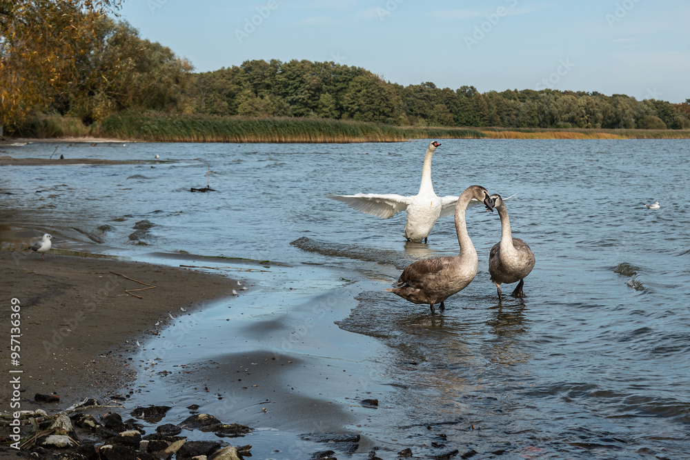 Swans on banks of Curonian Lagoon on Curonian Spit in village Lesnoy. Russia