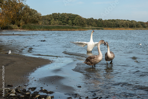 Obraz na płótnie Swans on banks of Curonian Lagoon on Curonian Spit in village Lesnoy. Russia w salonie