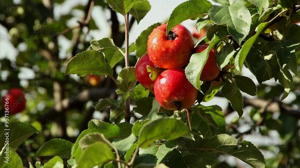 Ripe red apples on a tree close-up Ripe red apples on a tree close-up