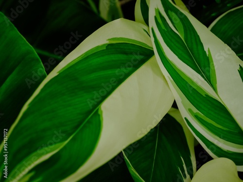 West Indian arrowroot for background.