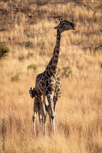 Giraffe in Pilanesberg National Park South Africa photo