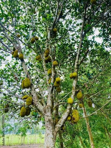 Tree with many ripe jackfruit. Jack fruits hanging in trees in a tropical fruit garden. Close up of Jackfruit hanging on jackfruit tree in the forest. durian tree, harvest durian fruit. photo