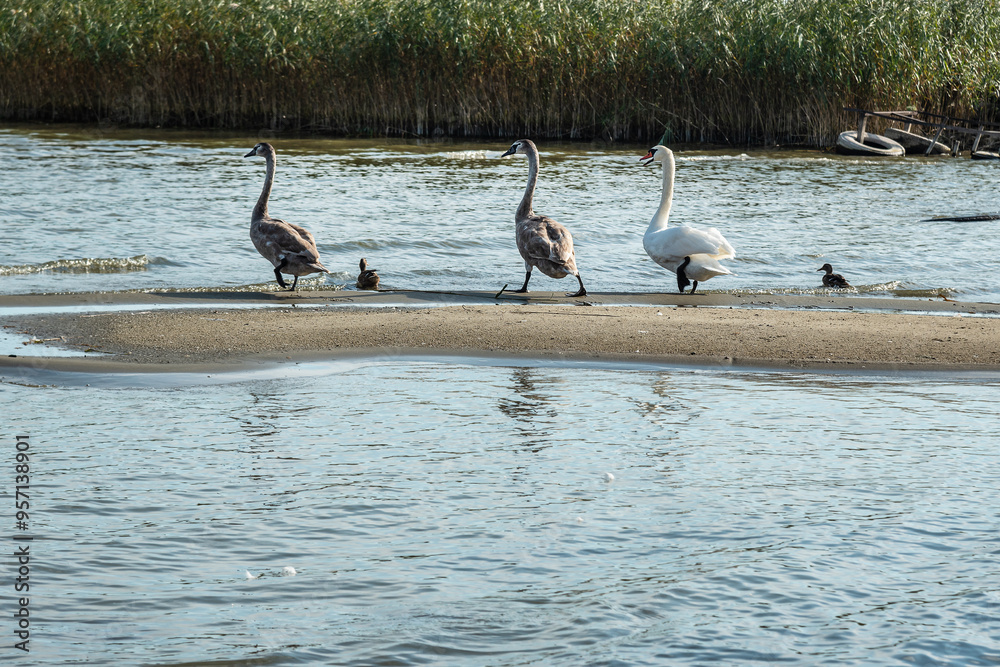 Swans on banks of Curonian Lagoon on Curonian Spit in village Lesnoy. Russia