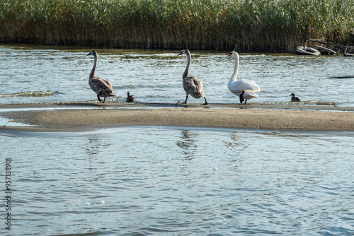 Obraz na płótnie Swans on banks of Curonian Lagoon on Curonian Spit in village Lesnoy. Russia w salonie