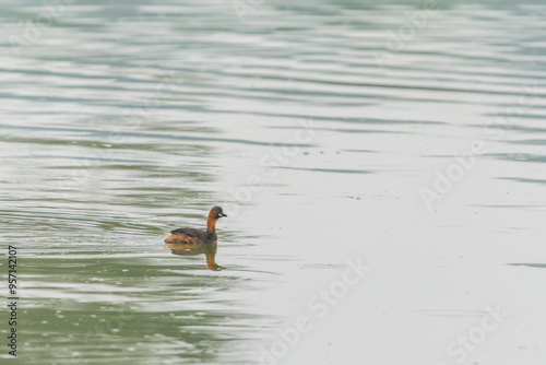 Little grebe (Tachybaptus ruficollis) in the water photo