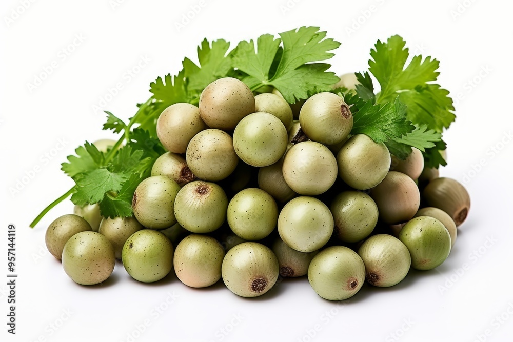 Close up of coriander on white background organic herbs and natural healthy plant concept Close up of coriander on white background organic herbs and natural healthy plant concept