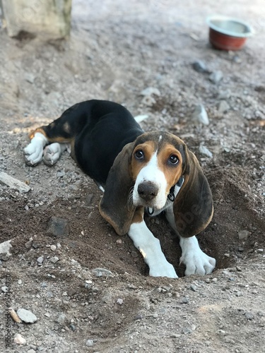 Basset artesien normand puppy photo