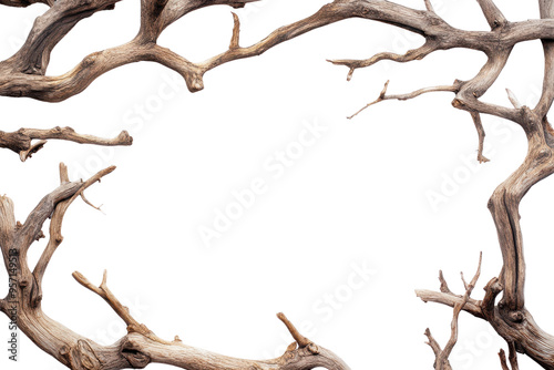 Detailed view of twisted tree branches creating an artistic frame, ideal for backgrounds and nature-themed projects.